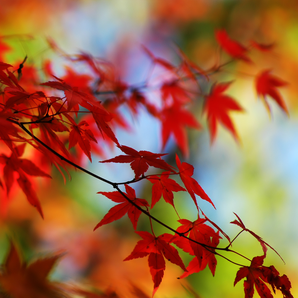 I understand leaves look like this in places with seasons - just not around here. 