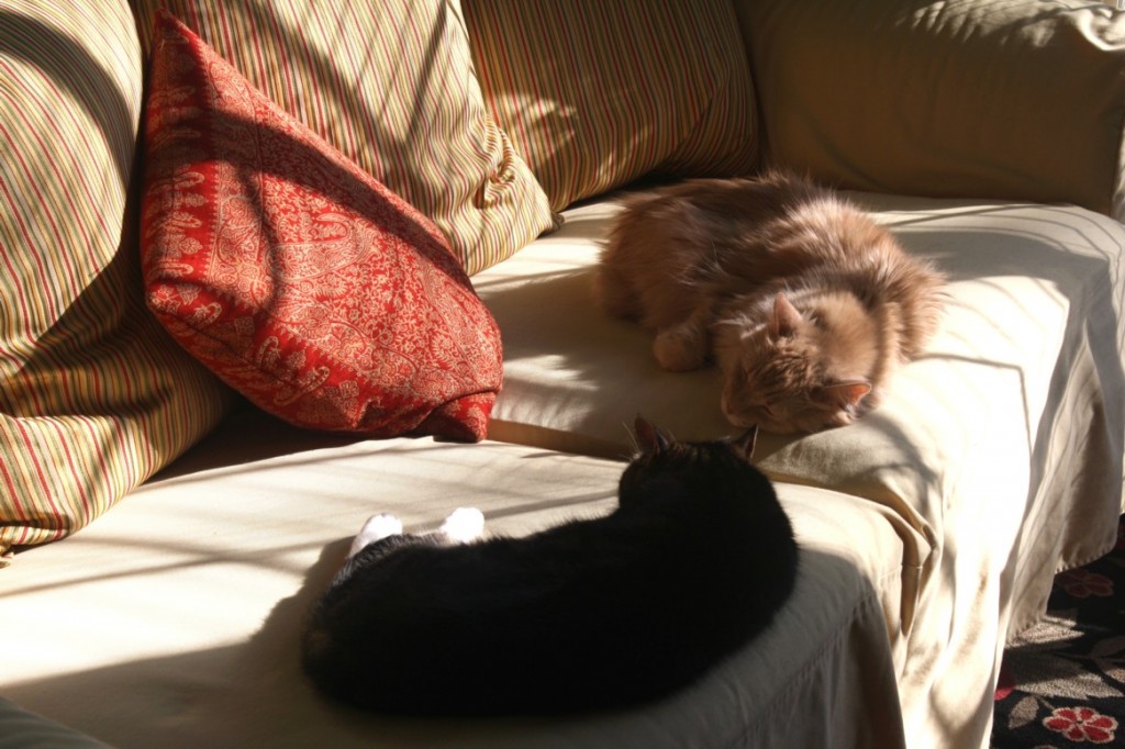 This is how our Kittiez chill while we're doing school . . . they love the laid back lifestyle!